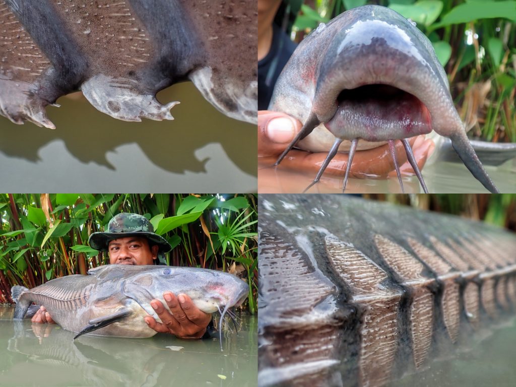 Fishing in Thailand - September 2020 22